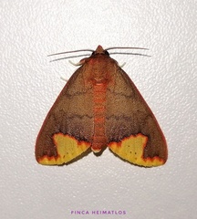 Pseudepimolis incisa