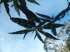 Psylliodes brettinghami