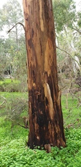 Eucalyptus leucoxylon leucoxylon