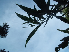 Psylliodes brettinghami