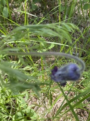 Clematis hirsutissima