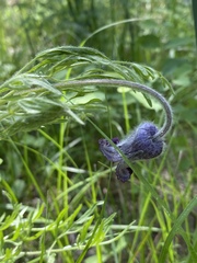 Clematis hirsutissima