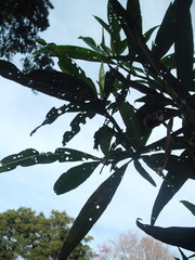 Psylliodes brettinghami