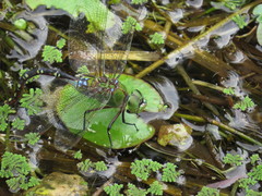 Anax gibbosulus