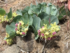 Asclepias cryptoceras davisii
