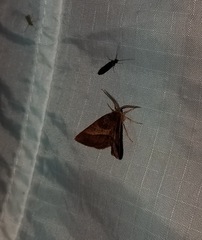 Metarranthis obfirmaria