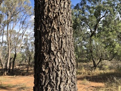 Cadellia pentastylis