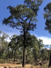 Cadellia pentastylis