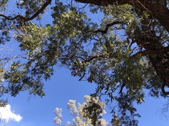 Cadellia pentastylis