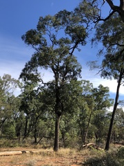 Cadellia pentastylis