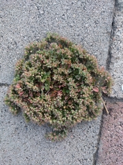 Polycarpon tetraphyllum