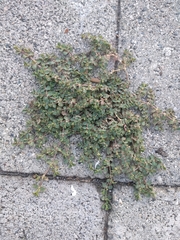 Euphorbia serpens