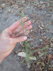 Erigeron bonariensis