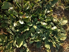 Plantago major