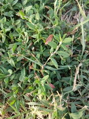 Polygonum aviculare