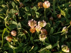 Trifolium fragiferum