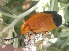 Lycus arizonensis