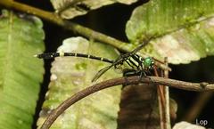 Orientogomphus indicus