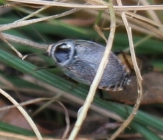 Planuncus nicaeensis