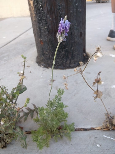 Lavandula multifida iNat (1)