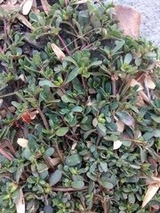 Portulaca oleracea