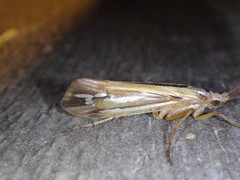 Limnephilus ornatus