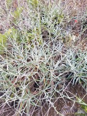 Stephanomeria cichoriacea