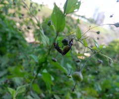 Dysdercus peruvianus