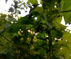 Dysdercus peruvianus