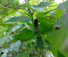 Dysdercus peruvianus