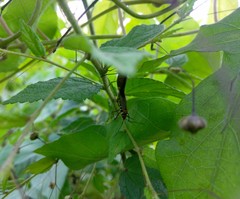 Dysdercus peruvianus