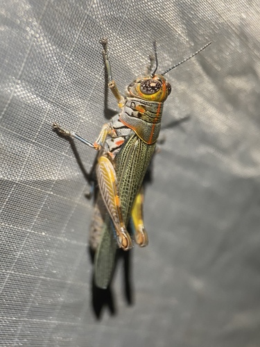 Red-lined Grasshopper photo 4