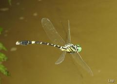 Orientogomphus indicus