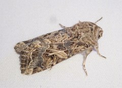 Spodoptera praefica