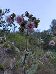Cirsium fontinale obispoense