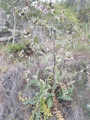 Cirsium fontinale obispoense