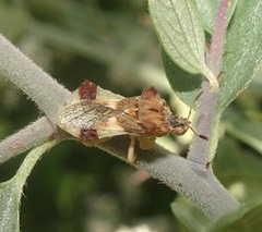 Phymata rossi