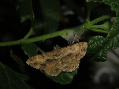 Psilalcis galsworthyi