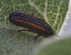 Microrhopala rubrolineata