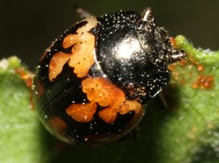 Calligrapha multiguttata
