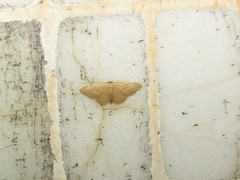 Idaea ptyonopoda