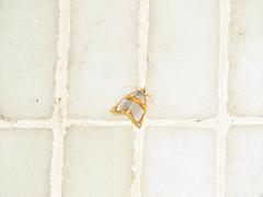 Titulcia confictella