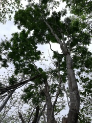 Libidibia sclerocarpa