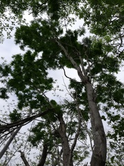 Libidibia sclerocarpa