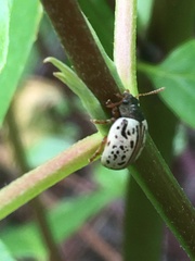 Calligrapha philadelphica