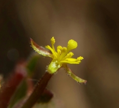 Camissoniopsis intermedia