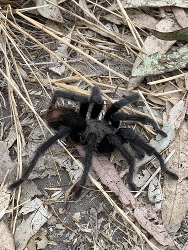 California Ebony Tarantula photo 3