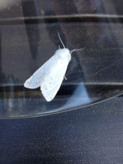 Spilosoma vestalis