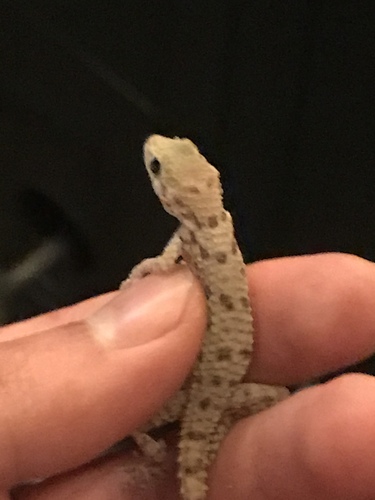 Keeled Rock Gecko