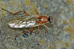 Australoberis refugians